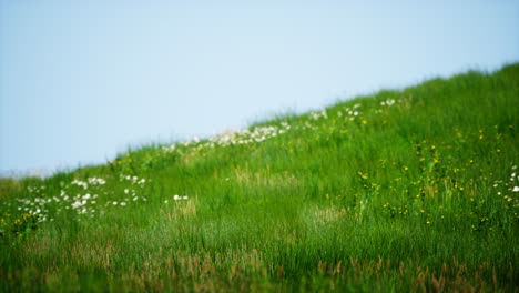 Feld-Mit-Grünem,-Frischem-Gras-Unter-Blauem-Himmel
